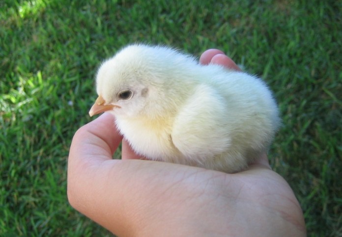 baby_chick.jpg