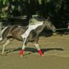 In Cowboy Boot Camp, we teach a low-stress but thorough and practical approach to beginning, intermediate & advanced horsemanship and trail riding safety.  We offer daily, weekly and monthly workshops, demonstrations and clinics to enhance your horsemanship skills.  For more info: Click on "CLINICS"